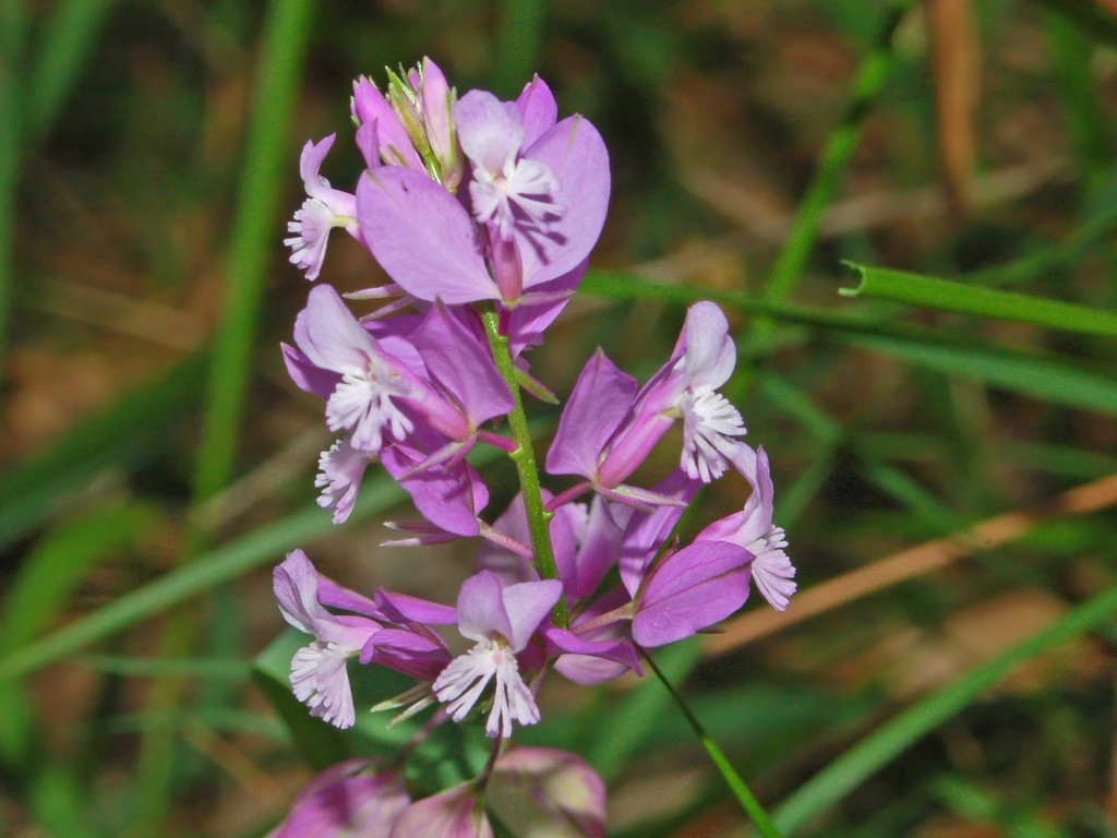 Polygala sp.